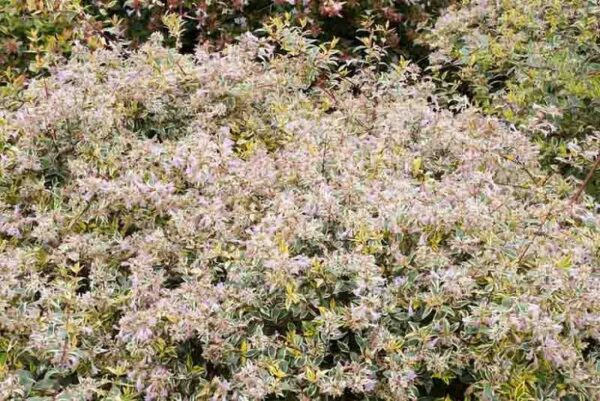 Abelia grandiflora Hopleys Glossy Abelia 1