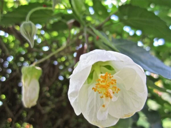 Abutilon Lucky Lantern White flowering maple 1