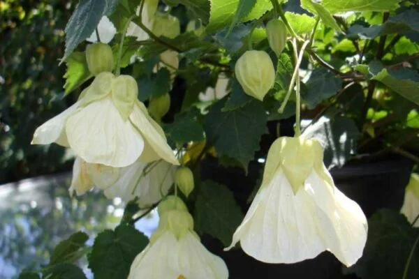 Abutilon Lucky Lantern White flowering maple 2