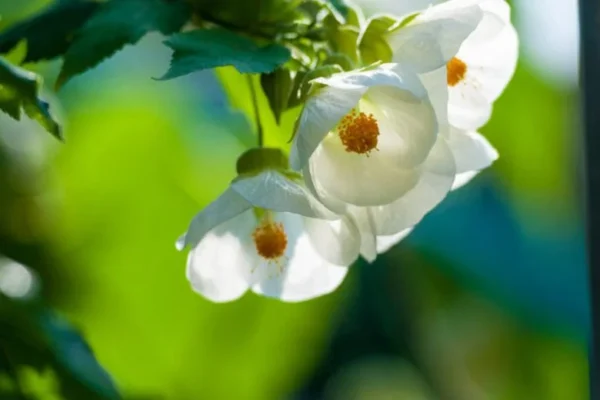 Abutilon Lucky Lantern White flowering maple