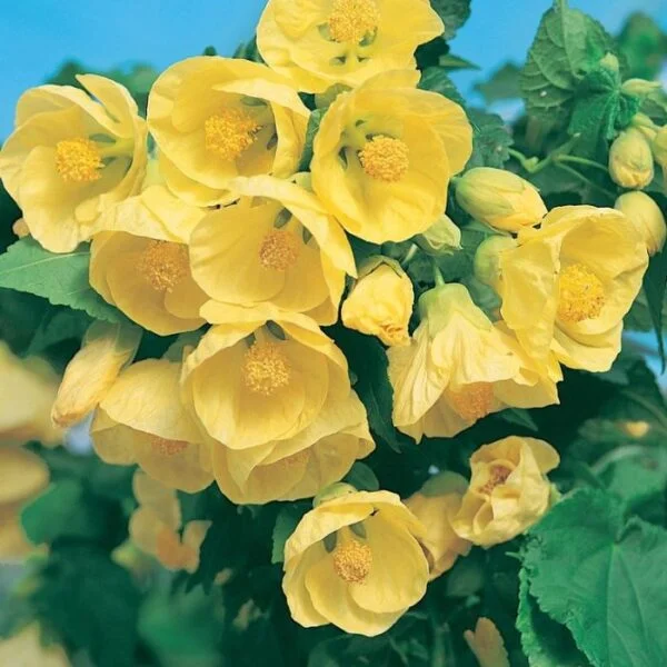 Abutilon Lucky Lantern Yellow flowering maple 1