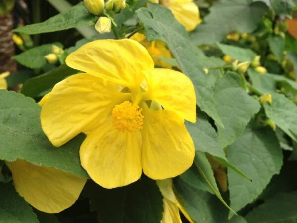 Abutilon Lucky Lantern Yellow flowering maple 2
