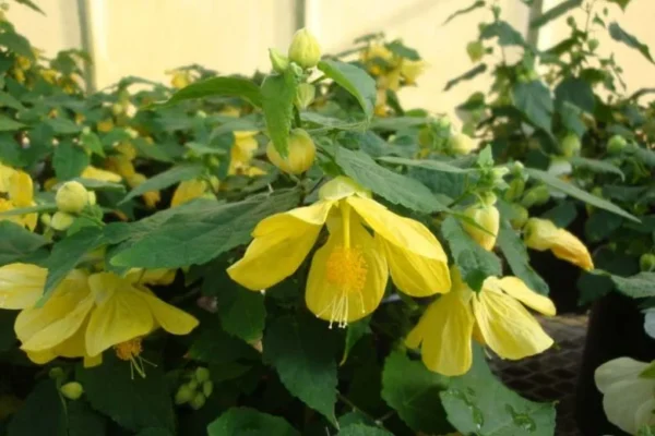 Abutilon Lucky Lantern Yellow flowering maple