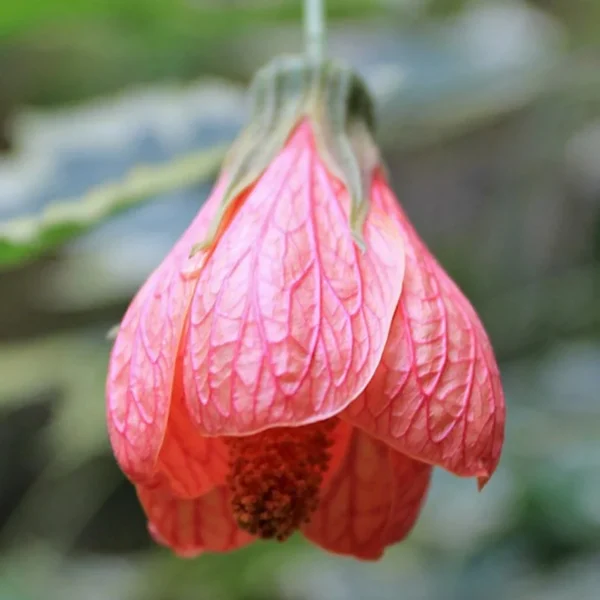 Abutilon Souvenir de Bonn flowering maple