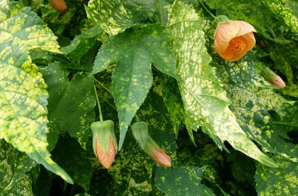 Abutilon pictum Thompsonii painted abutilon 1