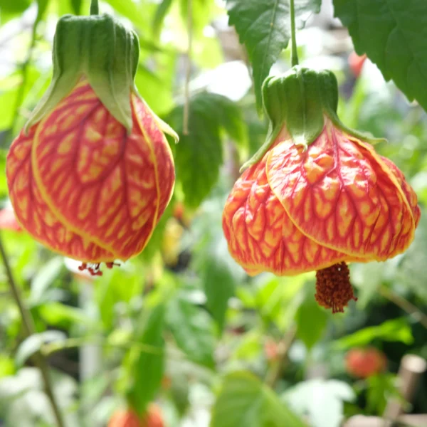 Abutilon pictum Thompsonii painted abutilon 2