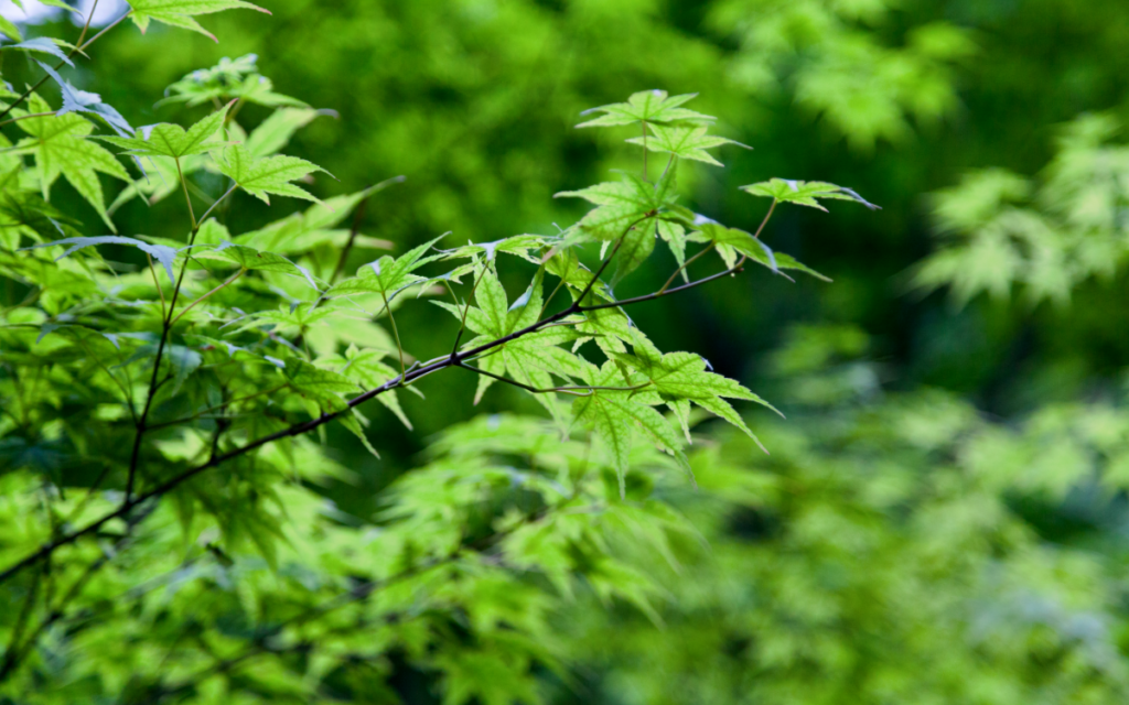 Acer palmatum “Aka Kawa Hime” (Coral Bark Maple): Embracing Nature's ...