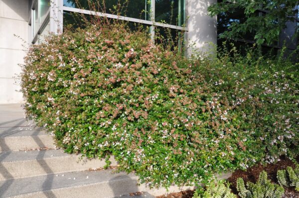 abelia edward goucher 2