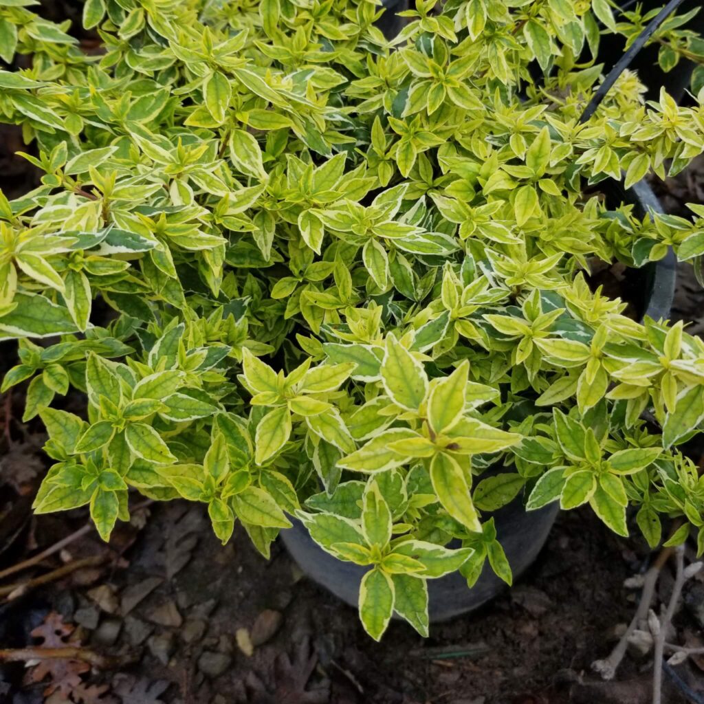 abelia grandiflora radianca glossy abelia