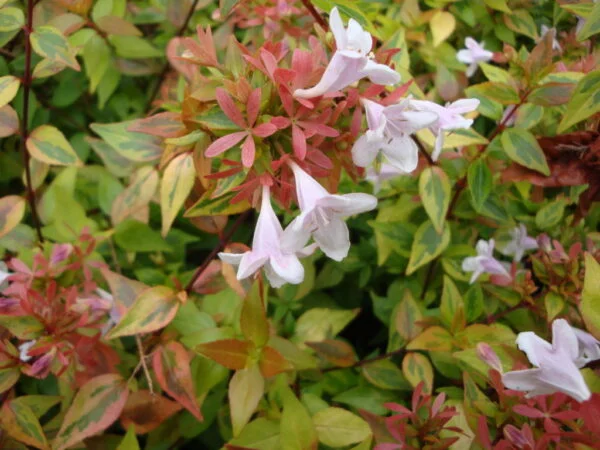 abelia kaleidoscope