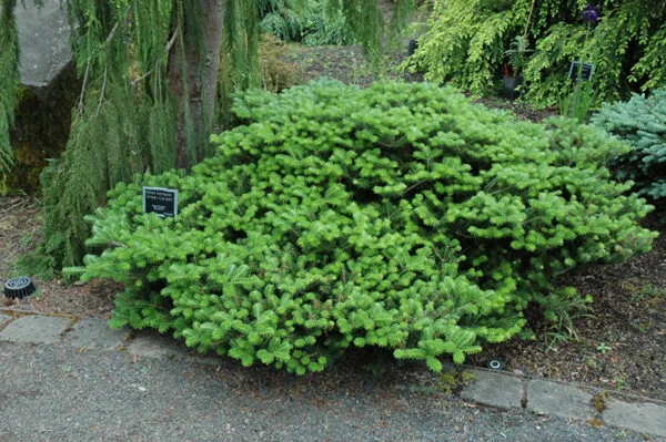 abies koreana green carpet 1