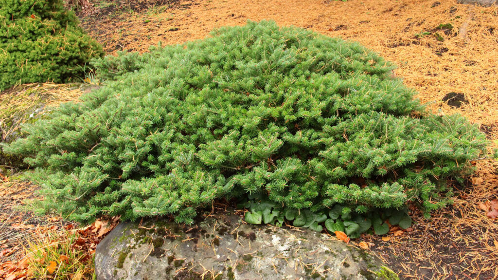 abies koreana green carpet