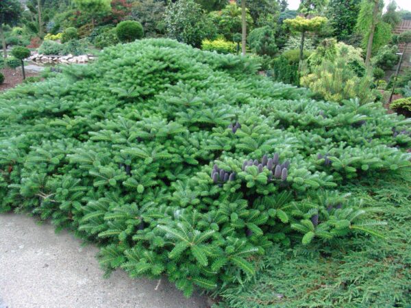 abies koreana green carpet 2