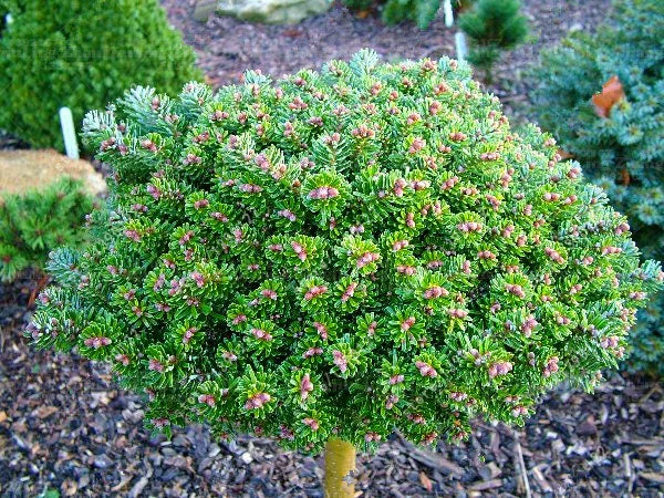 abies koreana silberperle