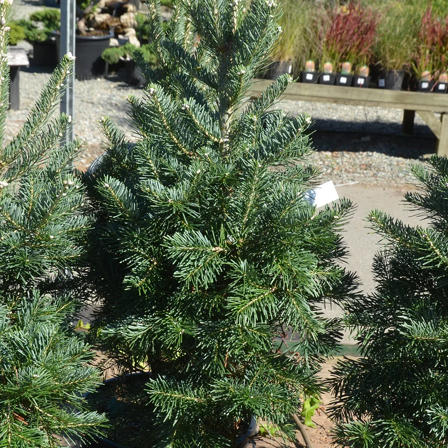 abies lasiocarpa green globe