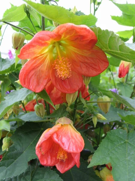 abutilon lucky lantern tangerine flowering maple 1