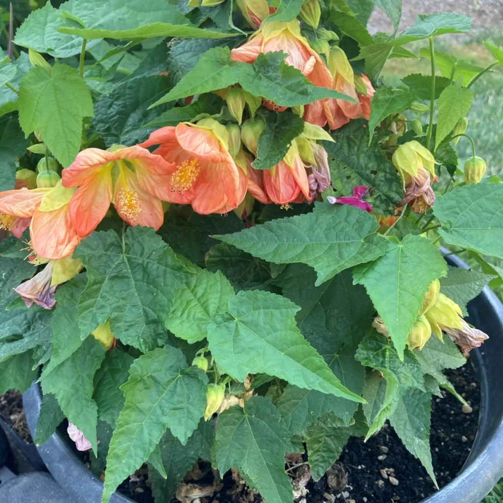 abutilon lucky lantern tangerine flowering maple