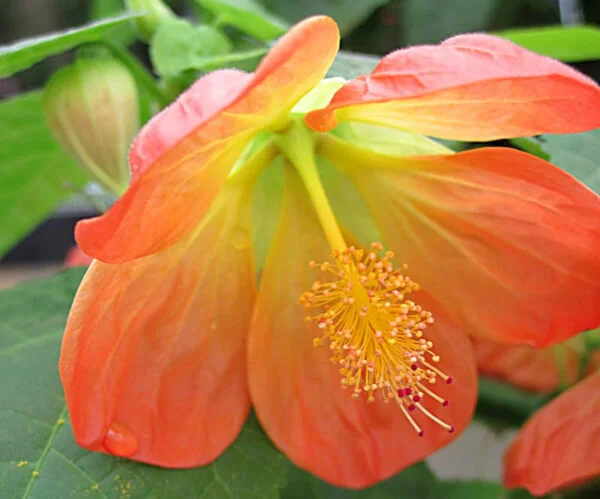 abutilon lucky lantern tangerine flowering maple 2