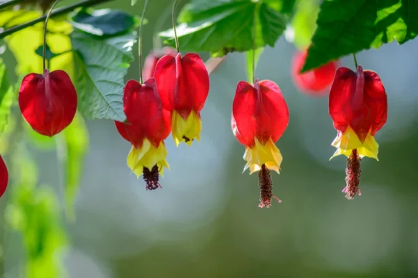 abutilon megapotamicum trailing abutilon