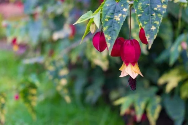 abutilon megapotamicum variegatum trailing abutilon