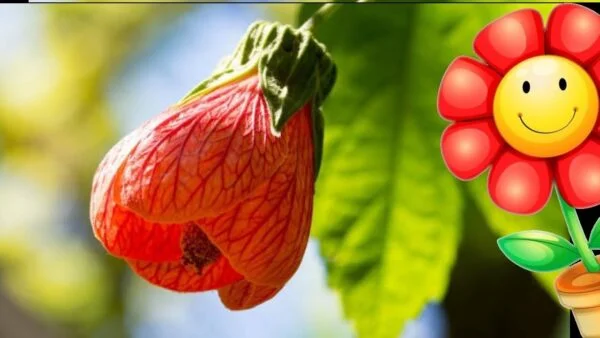 abutilon striatum red vein indian mallow 1