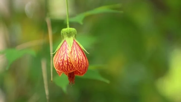 abutilon striatum red vein indian mallow 2