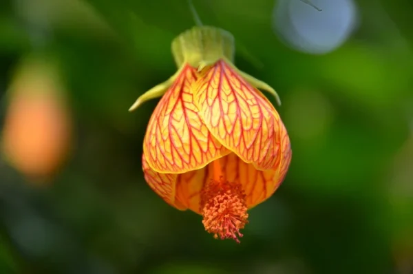 abutilon striatum red vein indian mallow