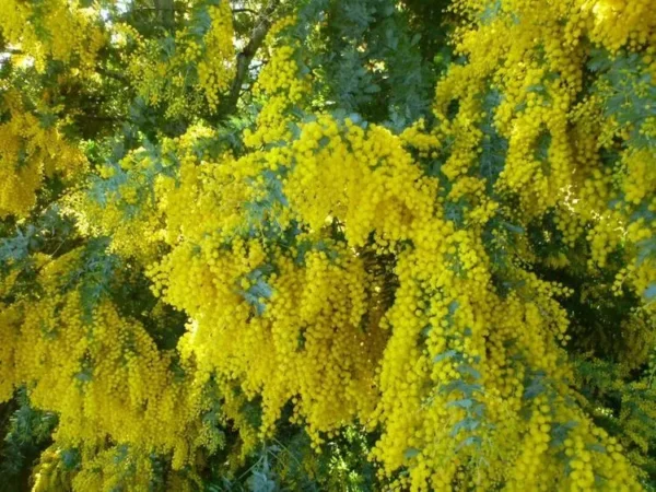 acacia baileyana cootamundra wattle 2