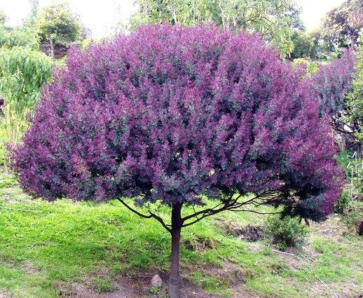 acacia baileyana purpurea cootamundra wattle 2