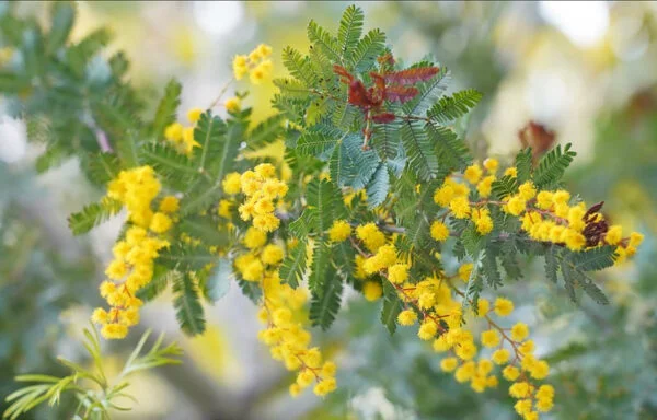 acacia baileyana purpurea cootamundra wattle