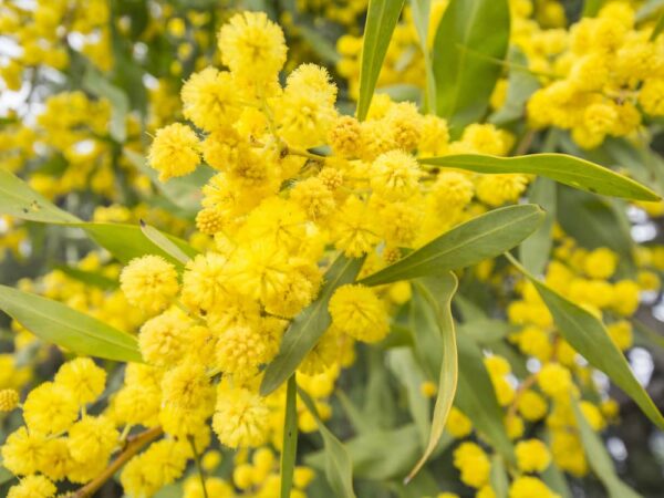 acacia dealbata silver wattle 1