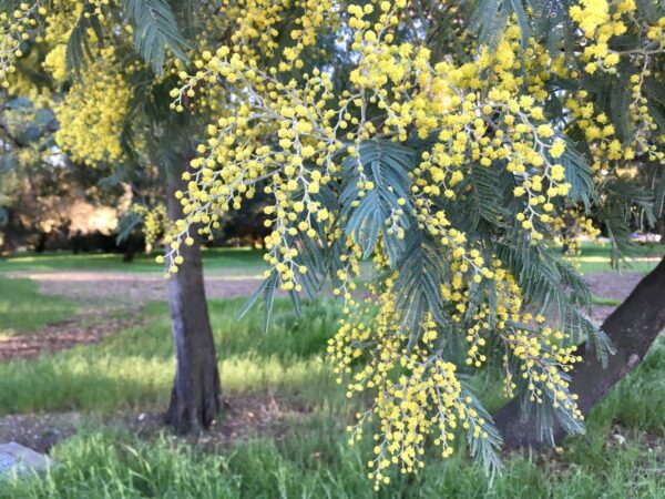 acacia dealbata silver wattle