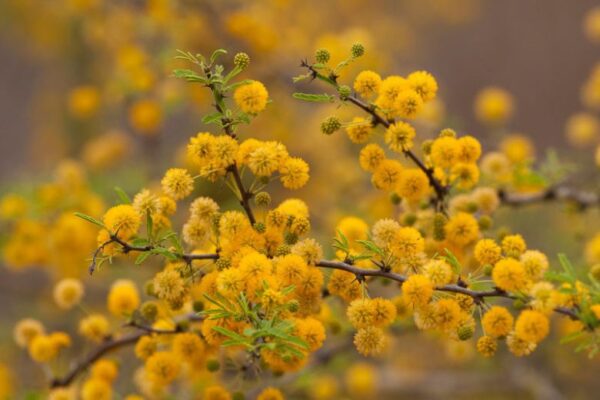 acacia farnesiana sweet acacia