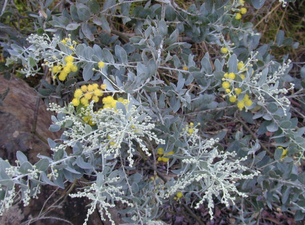 acacia podalyriifolia pearl acacia 2