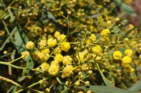 acacia retinodes swapple wattle