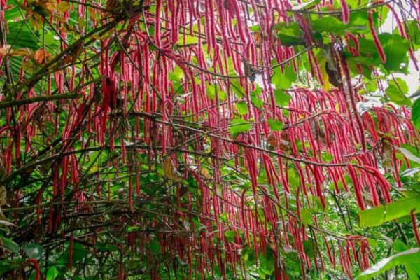 acalypha hispida chenille plant 1