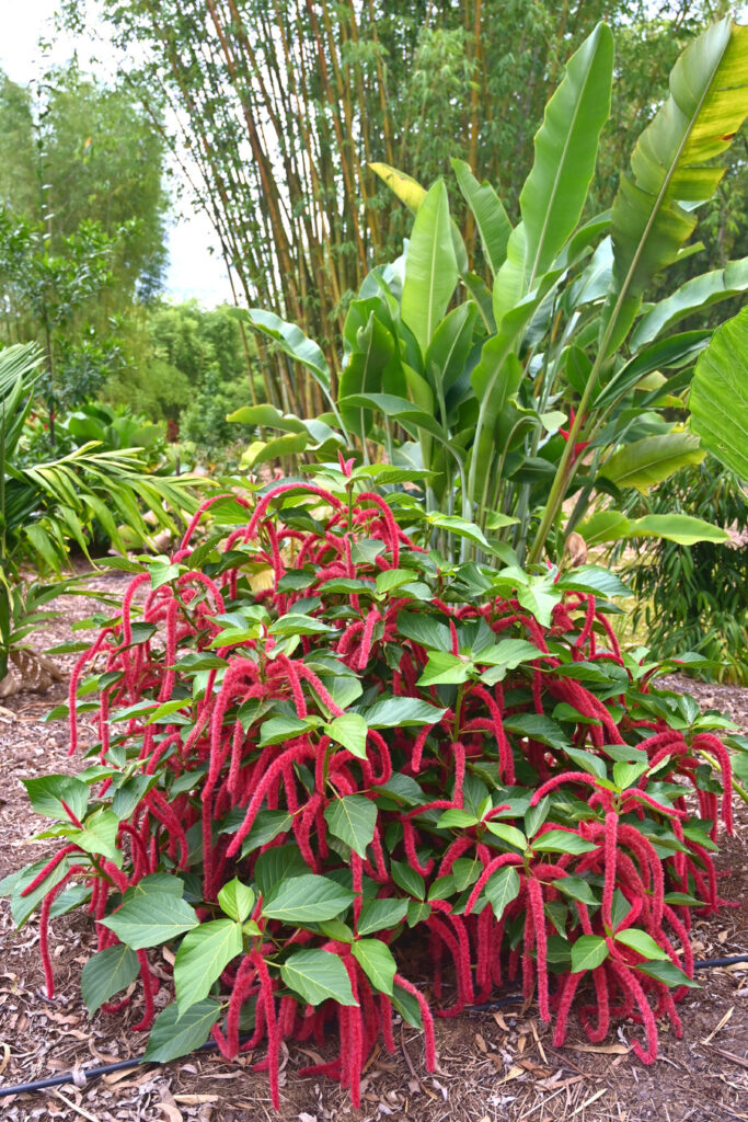 acalypha hispida chenille plant 2