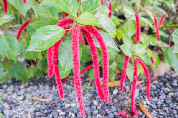 acalypha hispida chenille plant