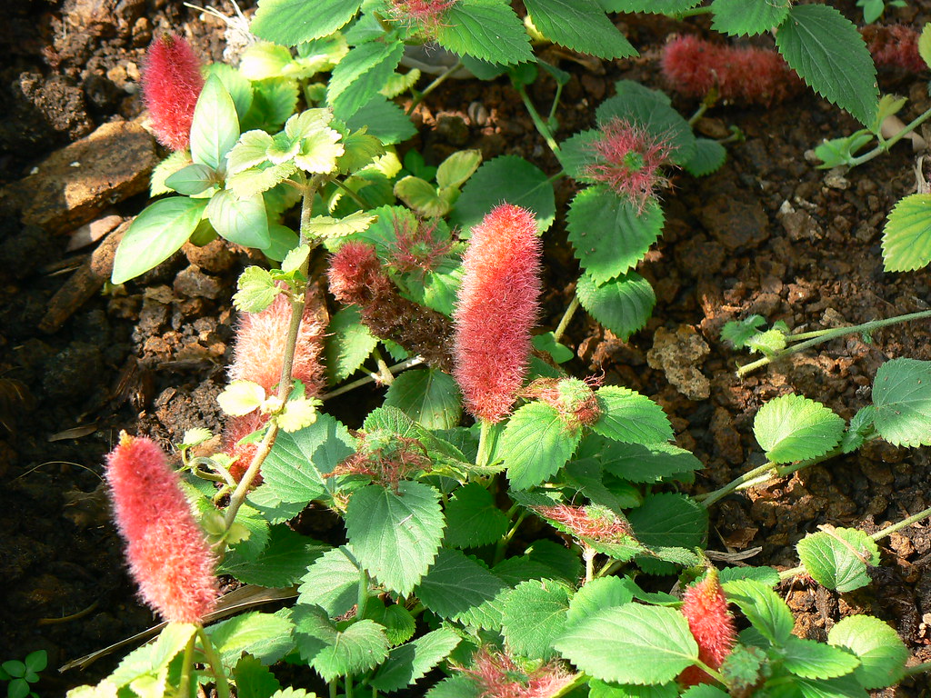 acalypha reptans dwarf chenille 2