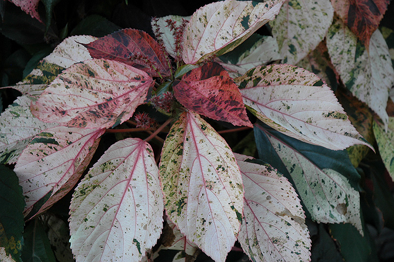 acalypha wilkesiana jacocs coat