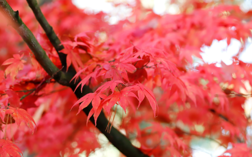 Acer palmatum “Ariadne”