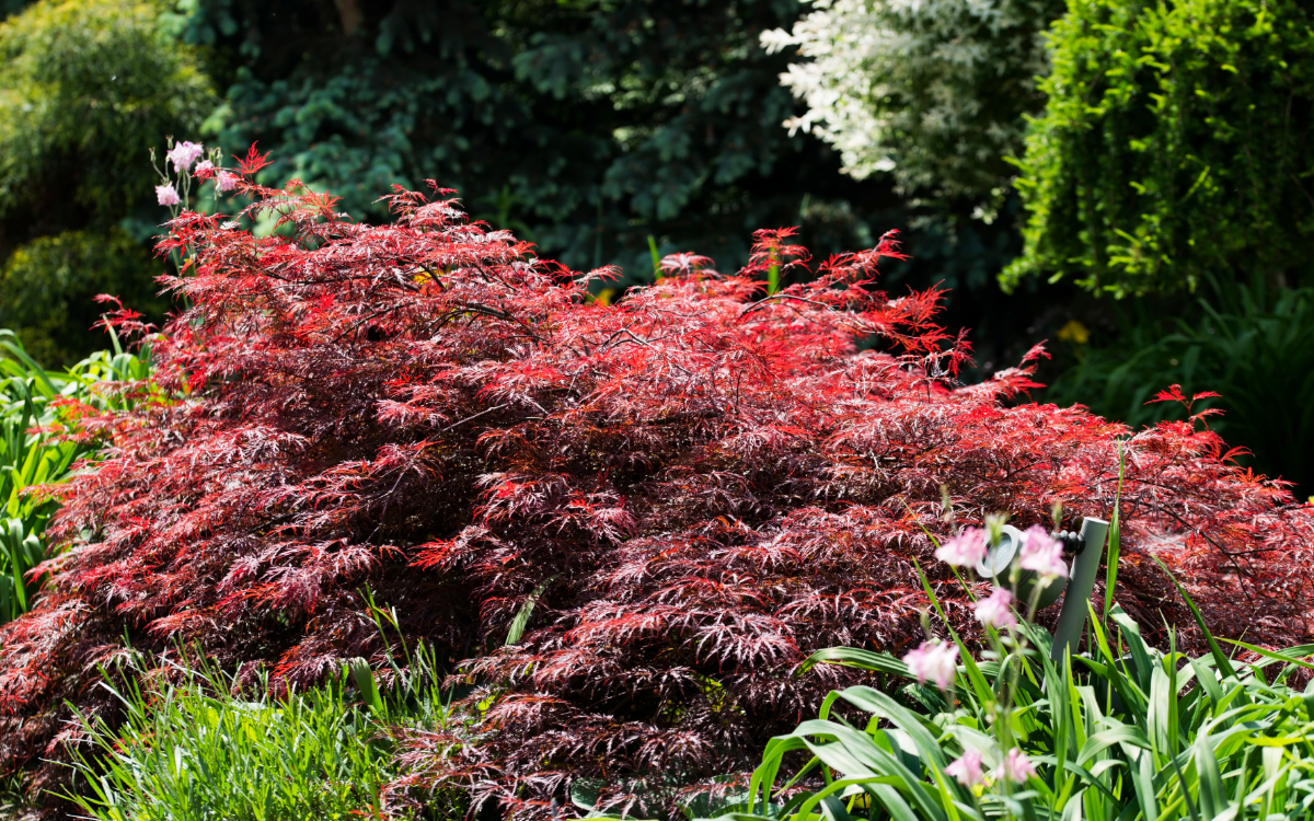 Acer palmatum “Ariadne”