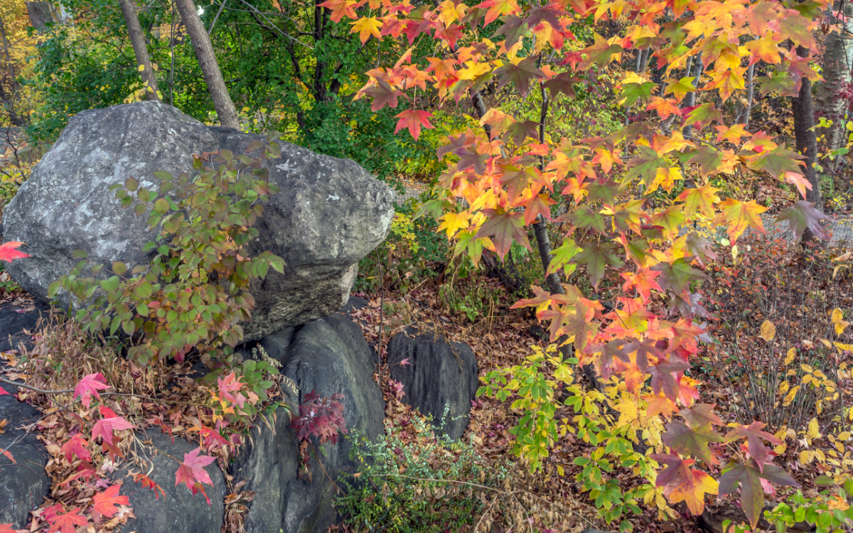 Acer palmatum “Ariadne”