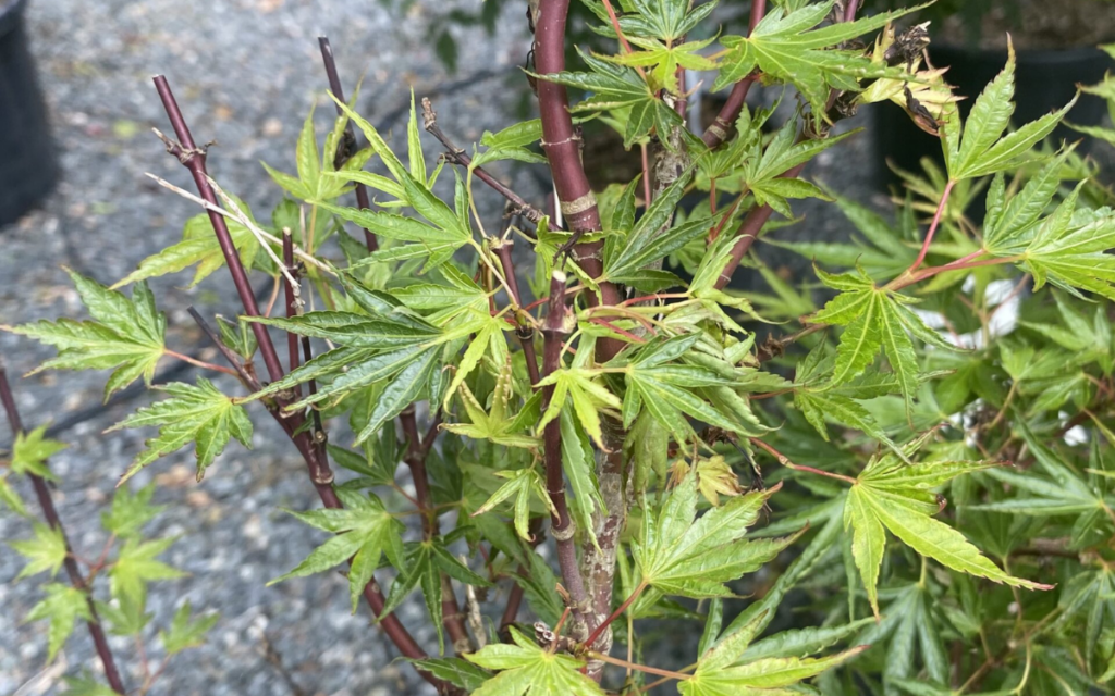 Acer palmatum “Crippsii”
