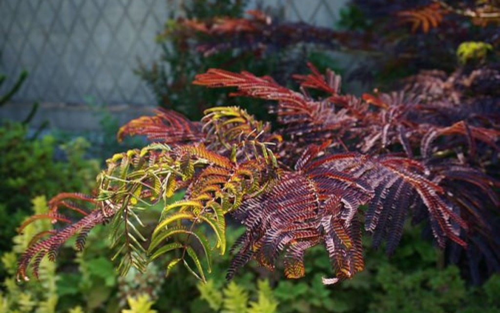 Albizia julibrissin "Chocolate Fountain"