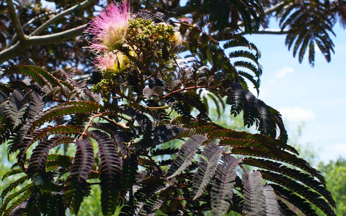 Albizia julibrissin "Chocolate Fountain"