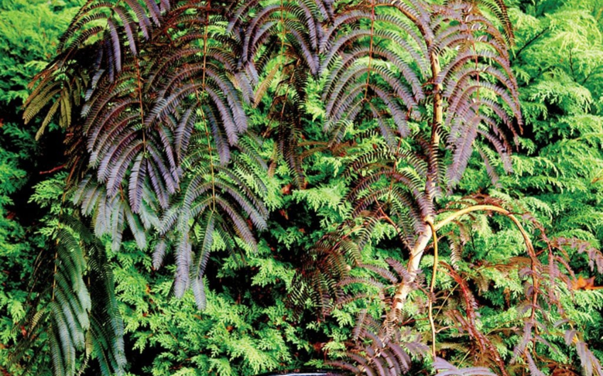 Albizia julibrissin "Chocolate Fountain"