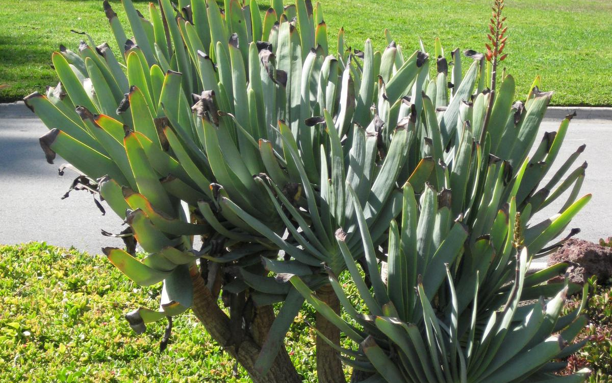 Aloe Plicatilis Fan Aloe Adding Elegance And Symbolism To Your Garden Garden Shrubs Guide 9166