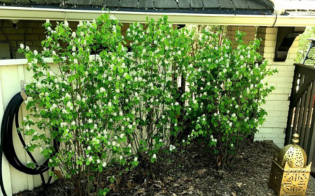 Amelanchier alnifolia “Regent” (Serviceberry)