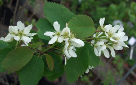 Amelanchier alnifolia (Serviceberry)